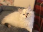 Chloe - Siberian Cat For Sale - North Port, FL, US