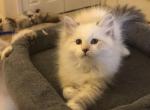 Zoe - Siberian Kitten For Sale - North Port, FL, US