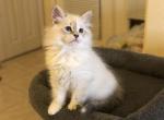 Phoebe - Siberian Kitten For Sale - North Port, FL, US