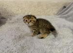 Travis - Scottish Fold Kitten For Sale - Brooklyn, NY, US