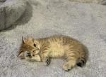 Donny - Scottish Straight Kitten For Sale - Brooklyn, NY, US