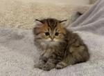 Mana - Scottish Straight Kitten For Sale - Brooklyn, NY, US