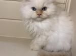 Flame point girl - Persian Cat For Sale - Coshocton, OH, US