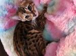 Christmas bengal kittens - Bengal Cat For Sale - VA, US