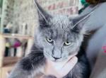 Female MC - Maine Coon Cat For Sale - FL, US