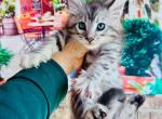 Mix of Silver Savannah and Giant Main Coon - Maine Coon Cat For Sale - FL, US