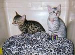 Bronze & Silver Egyptian Mau Kittens Cfa &Tica Reg - Egyptian Mau Kitten For Sale - 