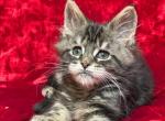 Luna - Maine Coon Cat For Sale - Fairfax, VA, US