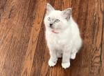 Lola - Ragdoll Kitten For Sale - Mount Joy, PA, US