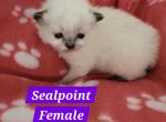 Clarice and Noelle - Ragdoll Cat For Sale - Attica, MI, US