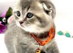 B5 - Scottish Fold Kitten For Sale - Brooklyn, NY, US