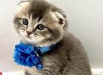 B7 - Scottish Fold Kitten For Sale - Brooklyn, NY, US