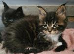 Holly - Maine Coon Cat For Sale - Jamesville, NY, US