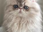 Wonder boy - Persian Kitten For Sale - Wisconsin Rapids, WI, US