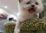 mitted ragdoll kitten - Ragdoll Kitten For Sale - Westborough, MA, US