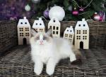 Bob - Ragdoll Cat For Sale - Fairfax, VA, US