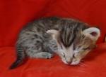 Savannah F3C BST female - Savannah Kitten For Sale - Franklin, NC, US