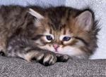 Copper - Siberian Cat For Sale - Commerce City, CO, US