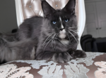 Sterben - Maine Coon Cat For Sale - WA, US