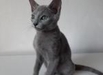 Martin - Russian Blue Cat For Sale - Miami, FL, US