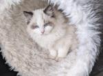 TICA Bicolor Ragdoll Kitten Male - Ragdoll Cat For Sale - Bryan, TX, US