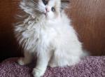 TICA Bicolor Ragdoll Kitten Female - Ragdoll Kitten For Sale - Houston, TX, US