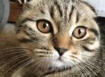 Cora - Scottish Fold Kitten For Sale - 