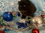 Black Beauty Mariam - Persian Kitten For Sale - Bangor, ME, US