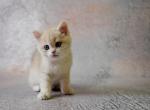 Helly - British Shorthair Cat For Sale - Miami, FL, US