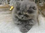 Grey kitten - Persian Kitten For Sale - 
