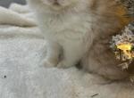 Cream kitty female - Persian Kitten For Sale - Parkville, MD, US