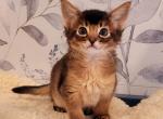 Hennessy - Somali Kitten For Sale - Toronto, Ontario, CA