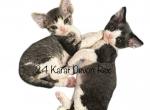 Forrest - Devon Rex Kitten For Sale - Brooksville, FL, US