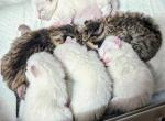 Highlander kittens - Highlander Kitten For Sale - IN, US