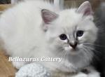 Milkyway SOLD - Ragdoll Cat For Sale - Orange, VA, US