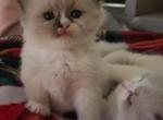 Windy - Ragdoll Cat For Sale - Las Vegas, NV, US