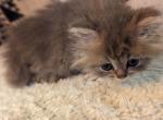 Fluffy Registered Silver Persian Kitten - Persian Cat For Sale - Perry, FL, US