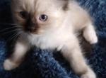 Dusty TICA purebred kitten - Ragdoll Kitten For Sale - Troy, KS, US