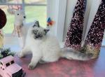 Polaris - Scottish Straight Kitten For Sale - Charlottesville, VA, US