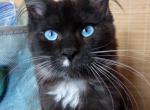 Aslan - Maine Coon Cat For Sale - Brighton, CO, US