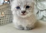Klaus - Munchkin Kitten For Sale - Salem, OR, US