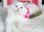 Angelica - Ragdoll Cat For Sale - Miami, FL, US