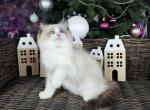 Niki - Ragdoll Cat For Sale - Charlotte, NC, US