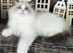 Nikon - Ragdoll Cat For Sale - Miami, FL, US