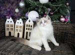 Bob - Ragdoll Cat For Sale - Charlotte, NC, US