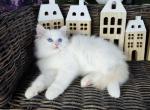 Naruto - Ragdoll Cat For Sale - Charlotte, NC, US