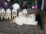 Bob - Ragdoll Kitten For Sale - Gaithersburg, MD, US