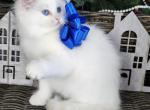 Naruto - Ragdoll Cat For Sale - Gaithersburg, MD, US