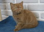 Darlene - Scottish Fold Cat For Sale - Norwalk, CT, US