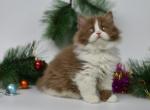 Tamir - British Shorthair Kitten For Sale - Miami, FL, US